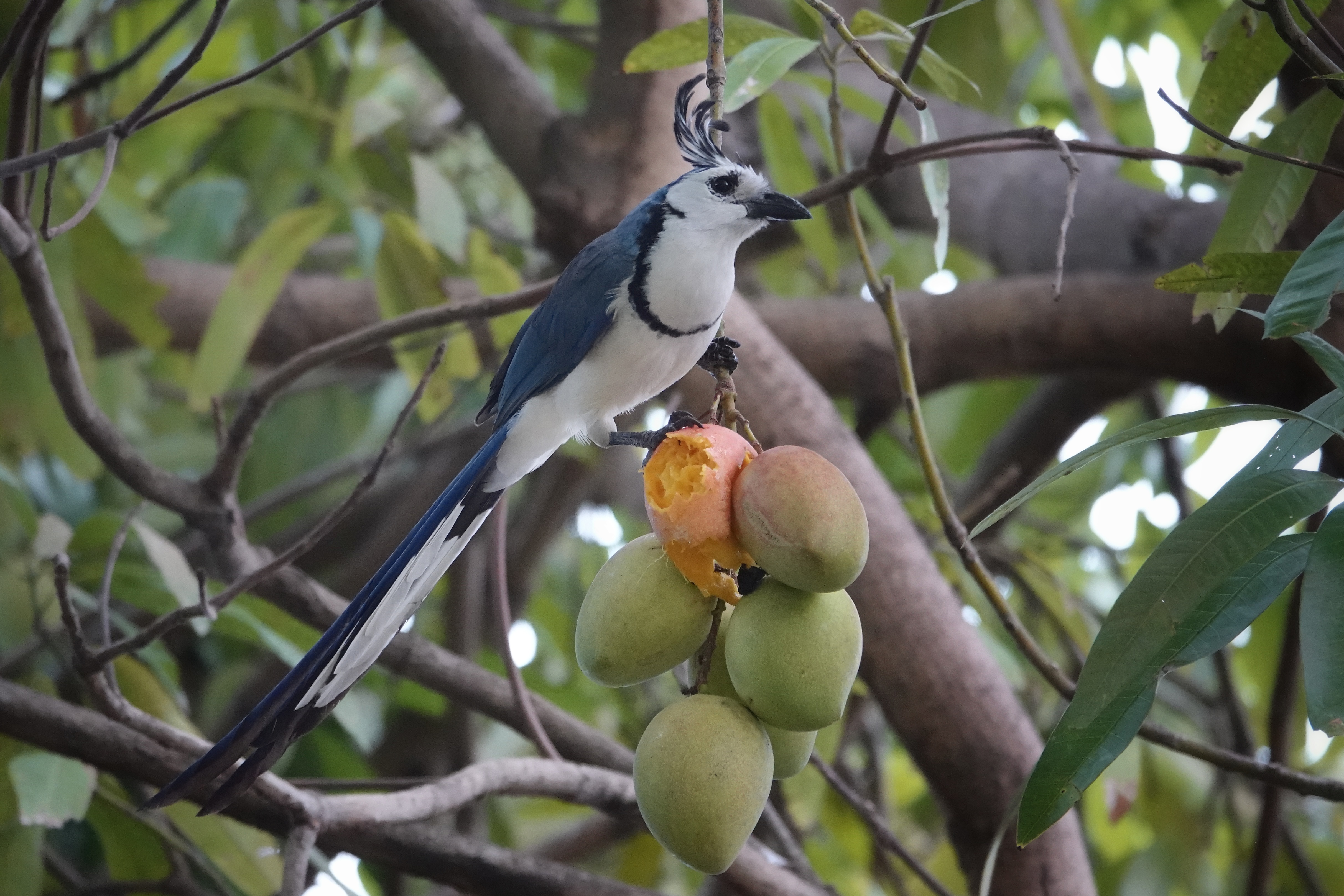 Oiseau bleu dans les branches